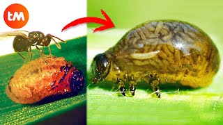 10 ZOMBIE ANIMALS Controlled By PARASITES 🦟😱 [upl. by Ipoillak841]