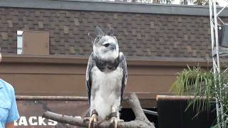 Harpy Eagle San Diego Zoo [upl. by Ldnek]