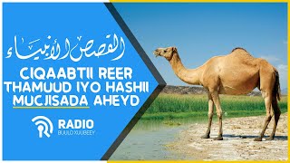 Qisooyinka Nabiyada ᴴᴰ┇Hashii Mucjisada aheyd Iyo Ciqaabtii Reer Thamuud [upl. by Samy]