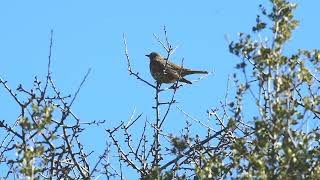 Γερακότσιχλα Turdus viscivorus [upl. by Hastie383]