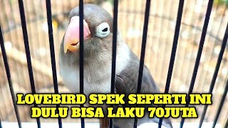 MASTERAN LOVEBIRD GACOR DURASI SUPER PANJANG [upl. by Gun]