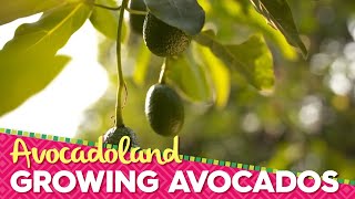 Avocadoland  Episode 1  Avocados From Mexico [upl. by Hutt]