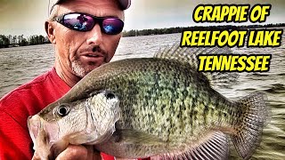 CRAPPIE OF REELFOOT LAKE Greatest Moments with the Legends [upl. by Niledam]