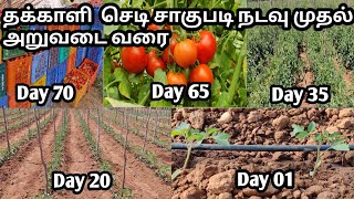 Tomato plants cultivation process from day 01 to day 65 full video  Tamil  Sathish Nursery [upl. by Aliuqehs141]