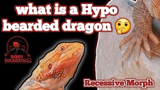 How to identify the Hypo bearded dragon Real Facts about the Hypomelanistic bearded dragon Pt1 [upl. by Tav]