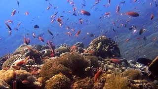 Diving at Nusa Penida and Nusa Lembongan Islands Bali HD [upl. by Anelegna]