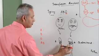 Blood Transfusion Reaction Part 13 Hematology [upl. by Viola]