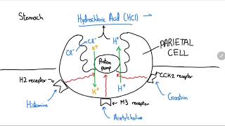 Proton Pump Inhibitors Explained in 4 Minutes [upl. by Uund163]