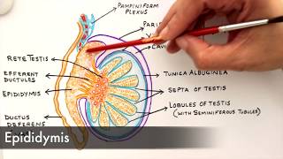 Gross Anatomy and Histology of Testes [upl. by Allemat]