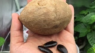 How to Grow Sapodilla  Sapote From Seeds [upl. by Alvy]