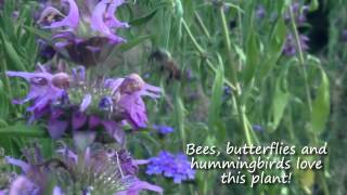 Horsemint Brings Butterflies Hummingbirds amp Bees to Your Garden  Texas Wildlife Diversity Program [upl. by Rosabelle]