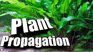 How to quotPropagatequot Cryptocorynes  Easy Guide to Aquarium Plants [upl. by Soiritos285]