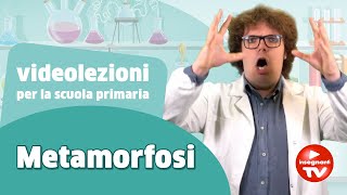 Videolezione la metamorfosi  Renato lo scienziato Renatoloscienziato [upl. by Em584]