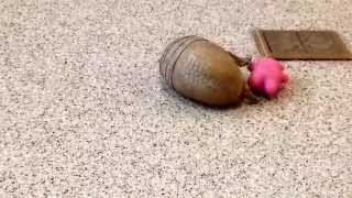 Rollie a southern threebanded armadillo playing [upl. by Anayrb]