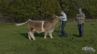 Showmanship The Right Way to Set Up A Calf [upl. by O'Shee]