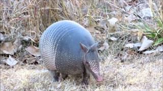 Armadillos on the run [upl. by Siraval]