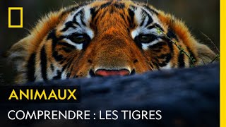 COMPRENDRE  Les tigres [upl. by Lalitta]