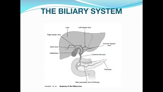 Acute Cholecystitis and Cholangitis [upl. by Garek]