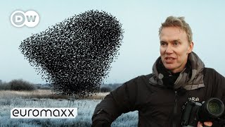 Photographers Søren Solkærs Incredibly Beautiful Starling Murmurations [upl. by Sesom232]