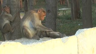 Monkey Mom Mourns Babys Death [upl. by Galvan312]