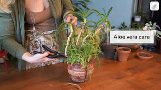 Aloe Vera Care Guide  Grow Aloe Indoors [upl. by Nnylylloh]