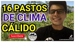 Los 16 mejores pastos de clima caliente para ganado no te quedes sin ver el final [upl. by Ninon]