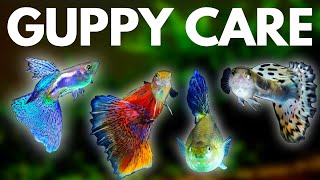 Guppy Fish Care 10 Things You Should Know About Guppies [upl. by Rosita]