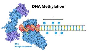 Introduction to epigenetics  LearnOmicsLogiccom [upl. by Iives789]