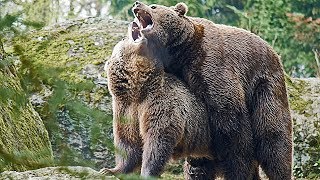 Nationalpark Bayer Wald BraunBären flirten und paaren sich Mating [upl. by Galateah]