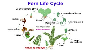 Ferns The Emergence of Roots and Stems [upl. by Shannan]