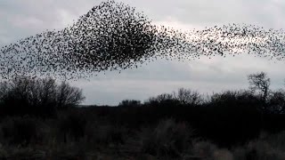 Starling Murmuration [upl. by Clo]