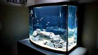 UPDATE 40 Gallon Bowfront Aquarium [upl. by Balliett]