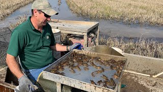 Crawfish in Louisiana [upl. by Einahteb]