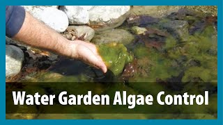 Water Gardens  Algae Control  Algae Treatment for Ponds [upl. by Cyler]