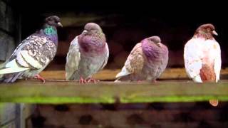 Pigeon sounds 1 Hour [upl. by Huxham]