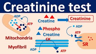 Serum Creatinine test [upl. by Mckinney397]