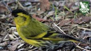 Cajzla Carduelis spinus [upl. by O'Malley621]