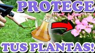 SORPRENDENTES USOS Del VINAGRE En Las PLANTAS y JARDÍN  Remedio Casero PLAGAS [upl. by Chretien]