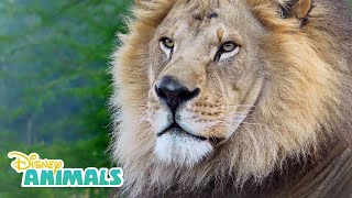 Lions 🦁 Disney Animals  Disney Junior [upl. by Anelhtak153]