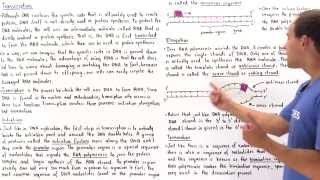 RNA Transcription [upl. by Oryaj]