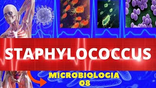 STAPHYLOCOCCUS  MICROBIOLOGIA BACTÉRIAS PATOGÊNICAS  AUREUS E EPIDERMIDIS [upl. by Lorn]