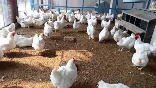 How To Start Broiler Parent Breeding Poultry Farm  Broiler Egg Production [upl. by Sydel128]