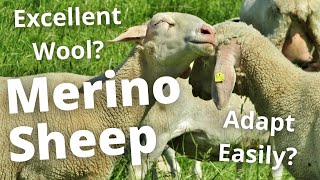 WOOL MASTER THE MERINO SHEEP [upl. by Armillda]