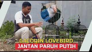 setingan lovebird jantan proses PENGGACORAN lovebird JANTAN PARUH PUTIH [upl. by Rog666]