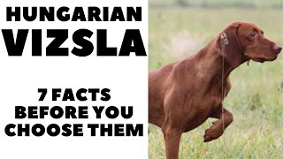 Before you buy a dog  HUNGARIAN VIZSLA  7 facts to consider DogCastTV [upl. by Yxel]