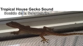 Common House Gecko 🦎 Sound 🔊 Lizards in backyard  Sonidos de la Salamandra común de Australia [upl. by Gnuy]