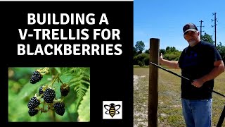 Building a Backyard BlackberryRaspberry Trellis [upl. by Dnyletak]