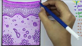 Histology of Thick SkinGlabrous skin [upl. by Eenimod]