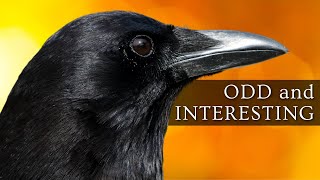 10 Odd and Interesting Facts About Crows and Ravens North America [upl. by Nuahsel290]