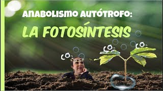 Anabolismo autótrofo LA FOTOSÍNTESIS  2º de Bachiller BioESOsfera [upl. by Shanon]